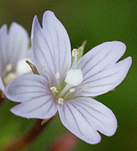 ミヤマアカバナの花