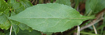 ミヤマアキノキリンソウの葉