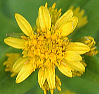 ミヤマアキノキリンソウの花
