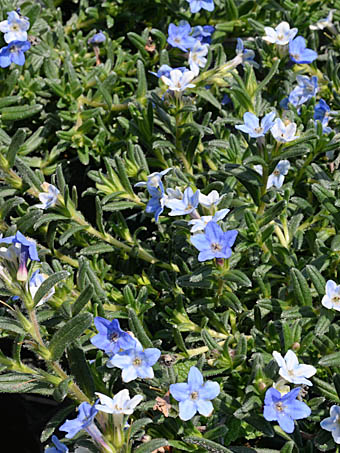 ミヤマホタルカズラ Glandora Diffusa ムラサキ科 Boraginaceae グランドラ属 三河の植物観察