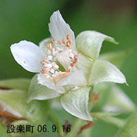ミヤマフユイチゴの花