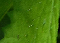 ミヤマイラクサ葉の刺
