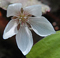ミヤマカタバミの花