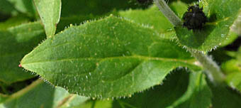 ミヤマコウゾリナの葉