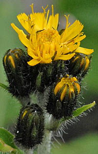 ミヤマコウゾリナの花横と総苞
