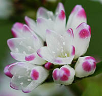 ミゾソバの花