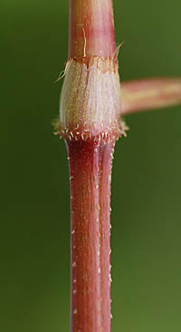 ミゾソバ茎と縁毛のある托葉鞘