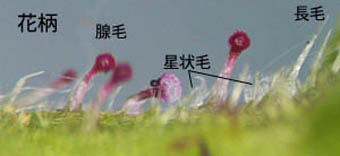 ミゾソバ花柄の腺毛付近の拡大