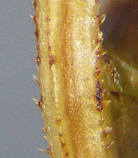 ミズガヤツリ花序軸の剛毛