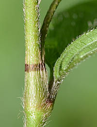 ミズヒキ茎緑色の托葉鞘
