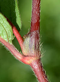 ミズヒキ茎赤色の托葉鞘