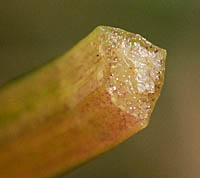 ミズオオバコ茎の断面