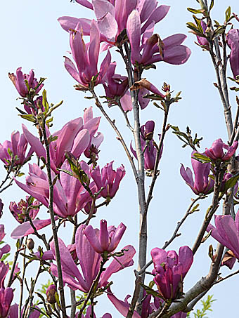 モクレン Magnolia Liliiflora モクレン科 Magnoliaceae モクレン属 三河の植物観察