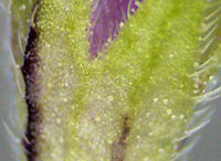 モミジバヒメオドリコソウの萼の腺点