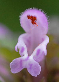 モミジバヒメオドリコソウ花