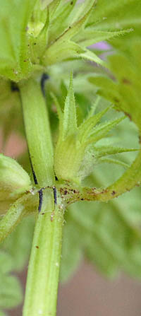 モミジバヒメオドリコソウ茎