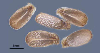 モミジバヒメオドリコソウ種子