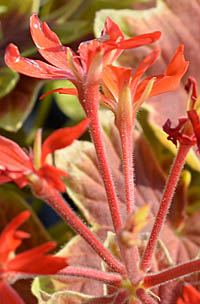 モミジバゼラニウム Pelargonium X Hortorum Vancouver Centennial フウロソウ科 Geraniaceae テンジクアオイ属 三河の植物観察
