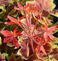 モミジバゼラニウム Pelargonium X Hortorum Vancouver Centennial フウロソウ科 Geraniaceae テンジクアオイ属 三河の植物観察