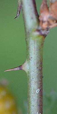 モミジイチゴの茎の刺