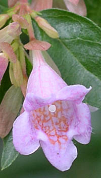 モモイロアベリアの花