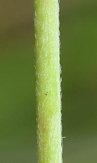 モモイロヒルザキツキミソウの茎