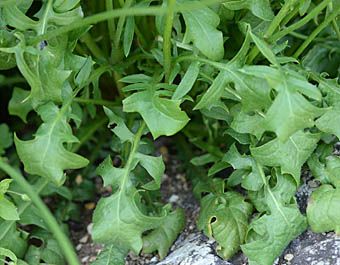モモイロタンポポ Crepis Rubra キク科 Asteraceae フタマタタンポポ属 三河の植物観察