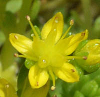 モリムラマンネングサの花
