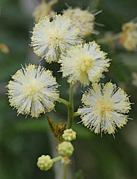 モリシマアカシアの花