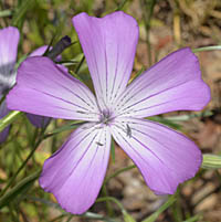 ムギセンノウの花