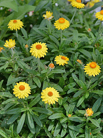 ムギワラギク Xerochrysum bracteatum キク科 Asteraceae ムギワラギク