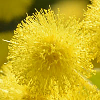 ムクゲアカシアの花