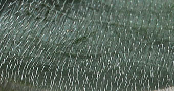 ムクゲアカシアの葉表の毛