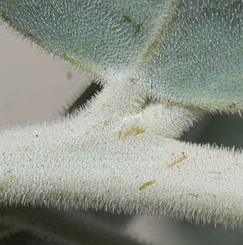 ムクゲアカシアの葉柄の白毛