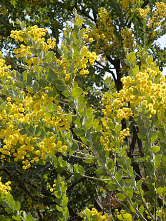 ムクゲアカシア Acacia Podalyriifolia マメ科 Fabaceae Mimosaceae アカシア属 三河の植物観察
