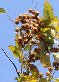 ムクロジの秋の果実