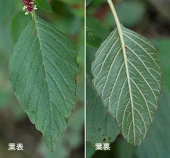 ムラサキアオゲイトウの葉