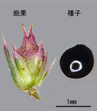 ムラサキアオゲイトウの種子