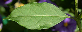 ムラサキハナナスの葉表