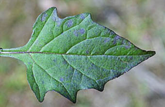 ムラサキイヌホオズキの葉