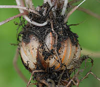 ムラサキカタバミの鱗茎