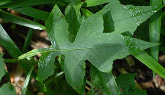 ムラサキニガナの葉