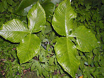 ムサシアブミの葉
