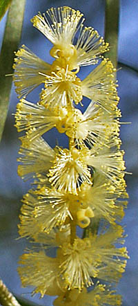 ナガバアカシアの花