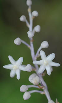 ナガバジャノヒゲ花