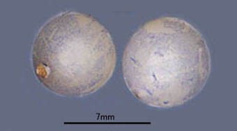 ナガバジャノヒゲ種子の胚乳