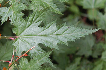 ナガバモミジイチゴ鋸歯の鋭い葉