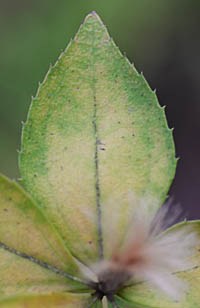 ナガバノコウヤボウキ2年枝の葉