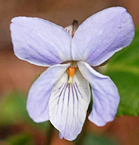 ナガバノスミレサイシンの花