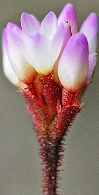 ナガバノウナギツカミの花